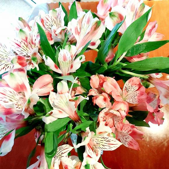 Meet your Posher, Nijlah - Picture 1 of 1